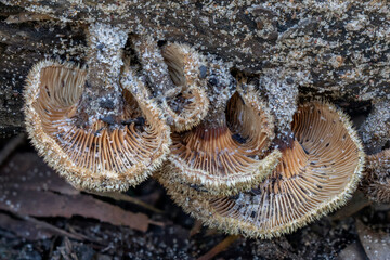 Panus fasciatus (Hairy Trumpet) growing upside down under a fallen log - one of the few really...