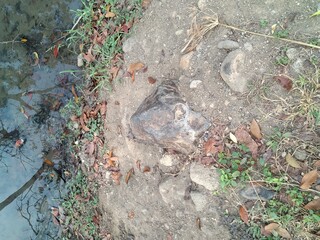 green leaves on the ground