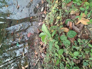 green leaves on the ground