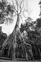 Towers of a prasat with the face of lokeshvara, with the facial features of Jayavarman VII in the...