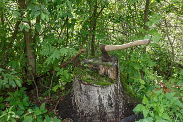 Ax in the stump. The ax is stuck in an old birch stump in the forest.