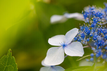 梅雨に咲く日本のアジサイ
