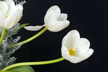 White tulips on a black background.