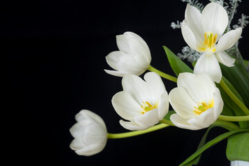 Obraz na płótnie Canvas White tulips on a black background.