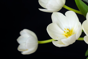 Fototapeta na wymiar White tulips on a black background.