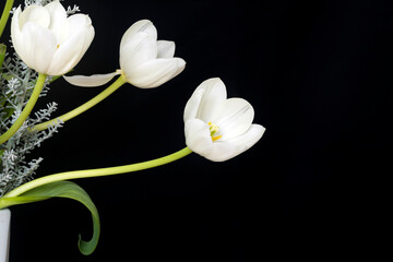 Naklejka na ściany i meble White tulips on a black background.