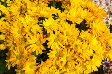 Yellow flowers. Chrysanthemums daisy flowers background yellow pattern.