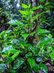 Green Plants