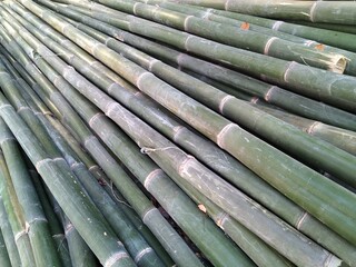 background of bamboo