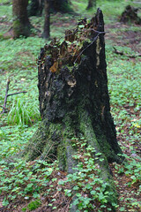 an old tree stump wet from the rain