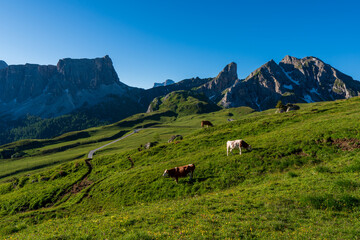 Fototapeta na wymiar Cows on a pasture in the Dolomites, Giau Pass