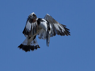 Pied kingfisher (Ceryle rudis)