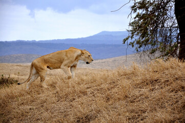 Lioness (Panthera Leo) sneaks through dry grasslands of savanna in Ngorongoro national park, Tanzania. Perfect camouflaged predator