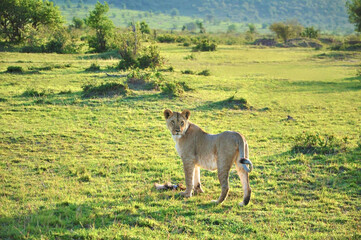 Fototapeta premium Lioness (Panthera leo) walking on the beautiful morning at green savannah at Maasai Mara National Park, Kenya