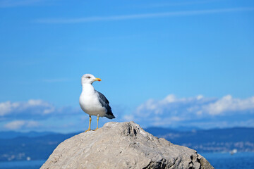 Beautiful seagull against the background of the blue sea and mountains.