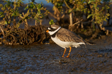 Common ringed plover (Charadrius hiaticula)