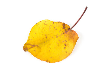 Naklejka premium Yellow maple leaf as an autumn symbol. Isolated on white.