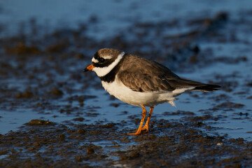 Common ringed plover (Charadrius hiaticula)
