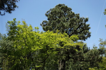 京都　桂　20150511