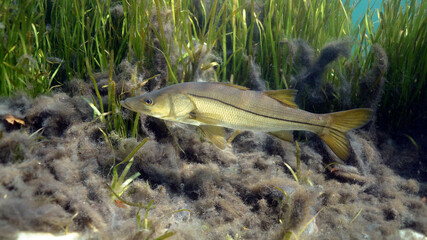 A wild Snook (Centropomus undecimalis) moves past an eel grass bed searching for prey. Snook are...