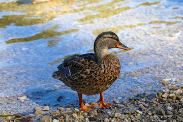 A beautiful wild duck came out of the water.