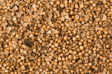 Organic dried coriander seeds (Coriandrum sativum) closeup texture background.