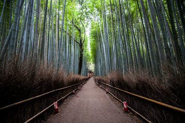 Bamboo grove, Arashiyama, Kyoto, Japan