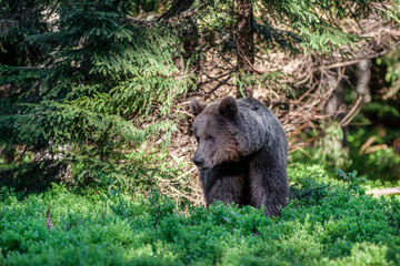 Magnificent male brown bear in deep black spruce forest natural environment
