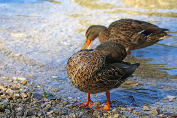 A duck stands on the shore of the lake and washes.