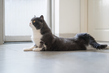 British shorthair cat lying on the floor and stretching