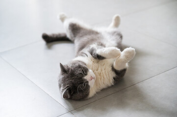 Fototapeta na wymiar British shorthair cat lying on the floor and stretching