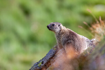 Young example of marmot of the Alps (marmota marmota) coming out of its hole. .Marmot basking on a rock in front of a hole.