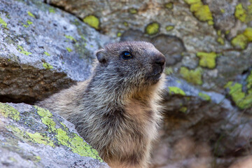 Naklejka na ściany i meble Young example of marmot of the Alps (marmota marmota) coming out of its hole. .Marmot basking on a rock in front of a hole.