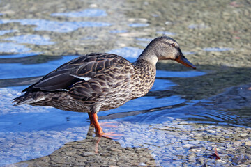 A beautiful duck has come out of the water and is basking in the sun.