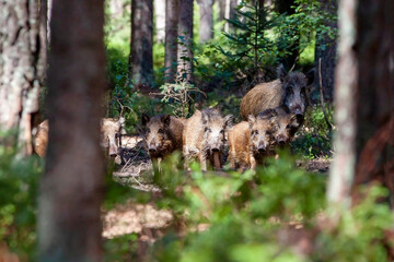 wild boar (sus scrofa) with cubs in pine forest covered blueberry © Michal