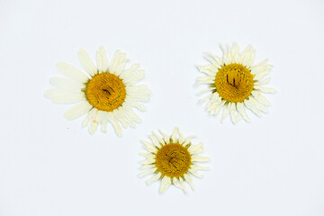 Herbarium from plants. Beautiful camomiles on a white background.