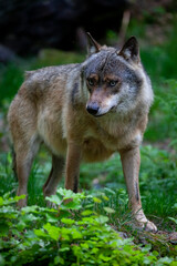 Fototapeta na wymiar Wolf im Tierfreigelände Neuschönau (Bayerischer Wald)