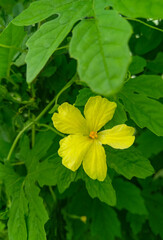 yellow flower in the garden