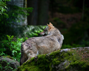 Bei Rangordnungskämpfen verletzer Wolf im Tierfreigelände Neuschönau (Bayerischer Wald)