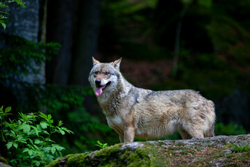 Bei Rangordnungskämpfen verletzer Wolf im Tierfreigelände Neuschönau (Bayerischer Wald)