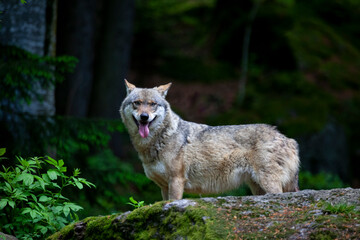 Bei Rangordnungskämpfen verletzer Wolf im Tierfreigelände Neuschönau (Bayerischer Wald)