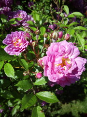 pink roses in garden