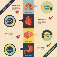 internal human organs infographic
