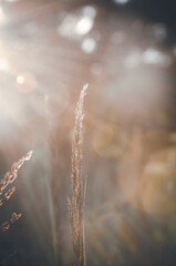 Bright summer nature scene with grass flower on a blurred brown background during sunny morning.