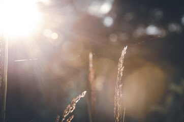 Bright summer nature scene with grass flower on a blurred brown background during sunny morning.