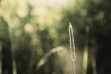 Grass in sunlight