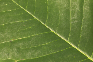 Green leaves shape