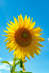 Naklejka premium fleur de tournesol en été
