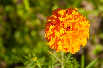 marigold flowers, yellow on a natural background