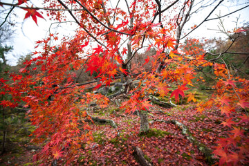 red autumn leaves